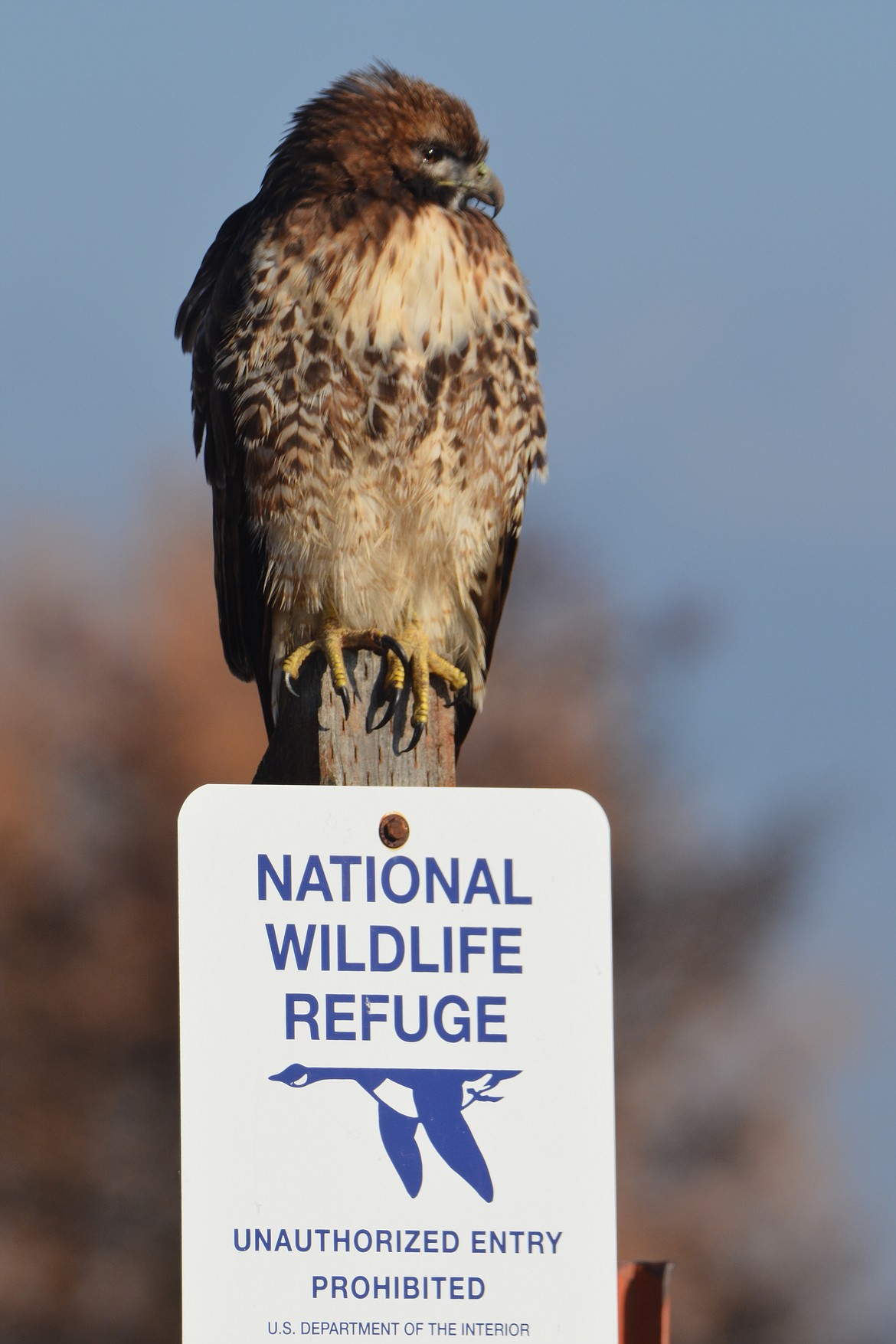 November: Kootenai National Wildlife Refuge guarded by a red tailed hawk.