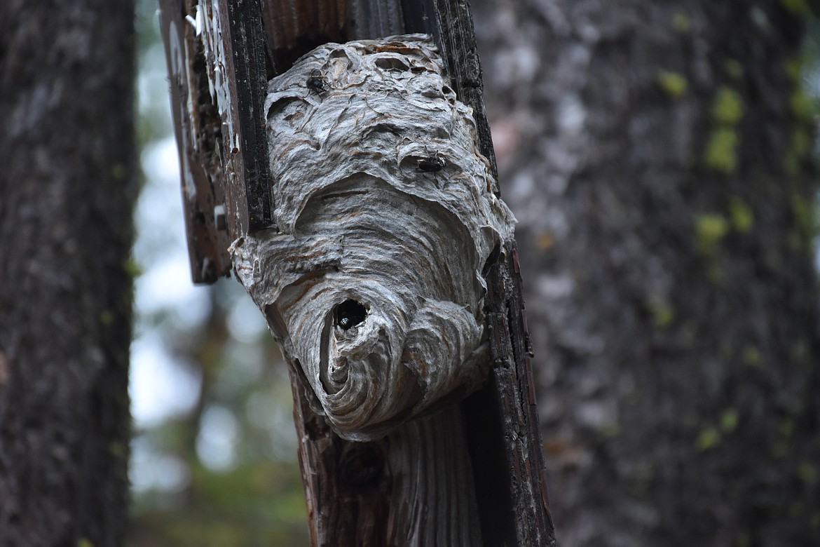 Photo by DON BARTLING
September: Bald-faced Hornets nest built between Forest Service road signs.