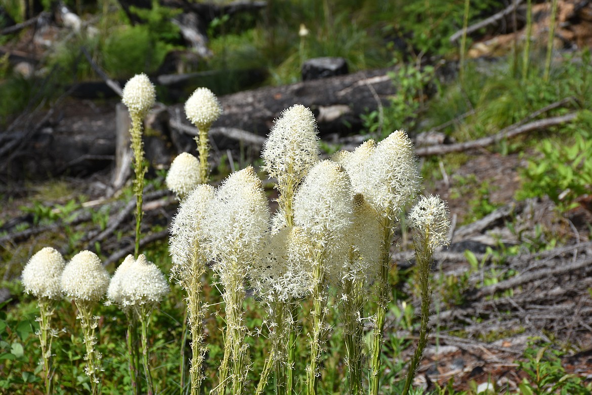 June: Bear grass in bloom on Harvey Mountain.