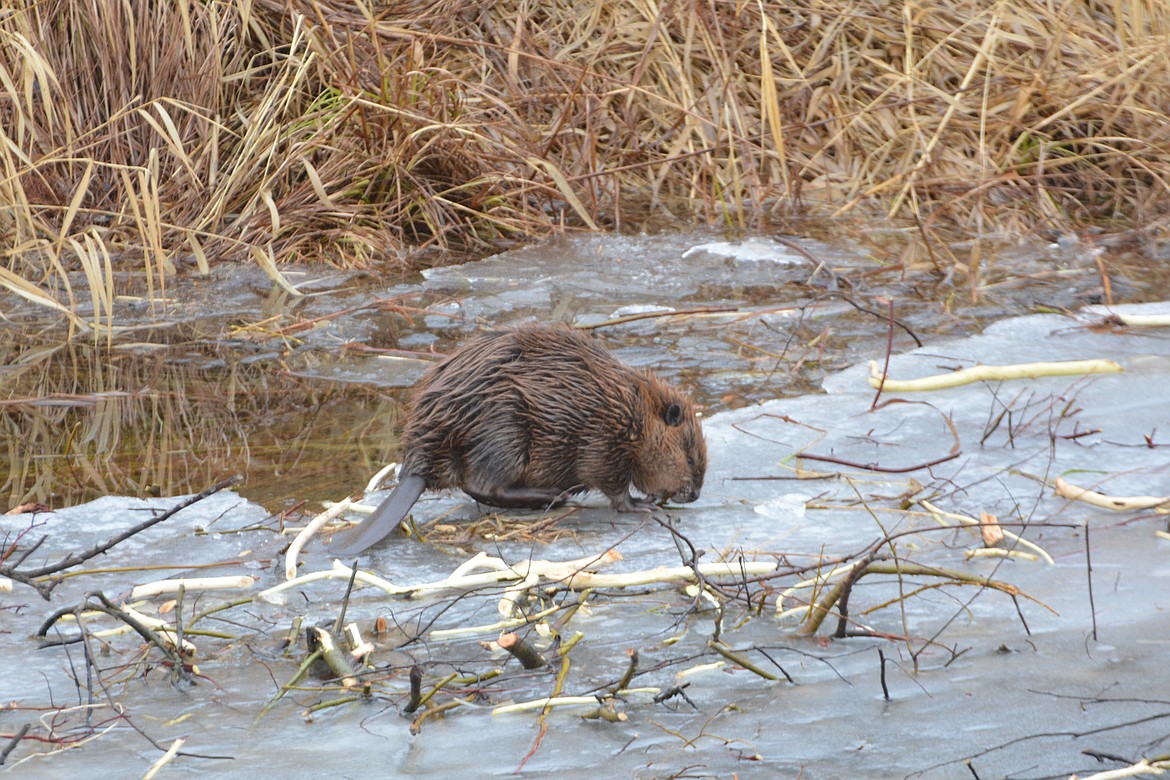 Photo by DON BARTLING
December: Beaver eating willow branches on icy Myrtle Creek.