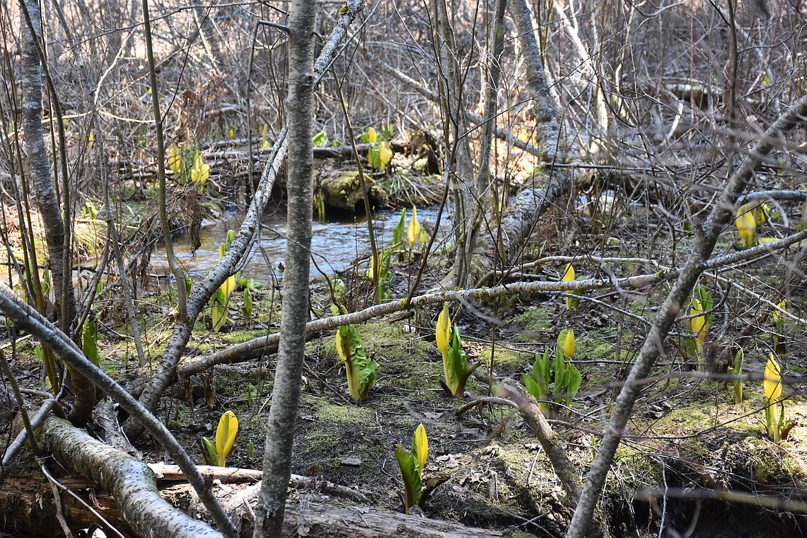 April: Skunk cabbage growing at Robinson Lake.