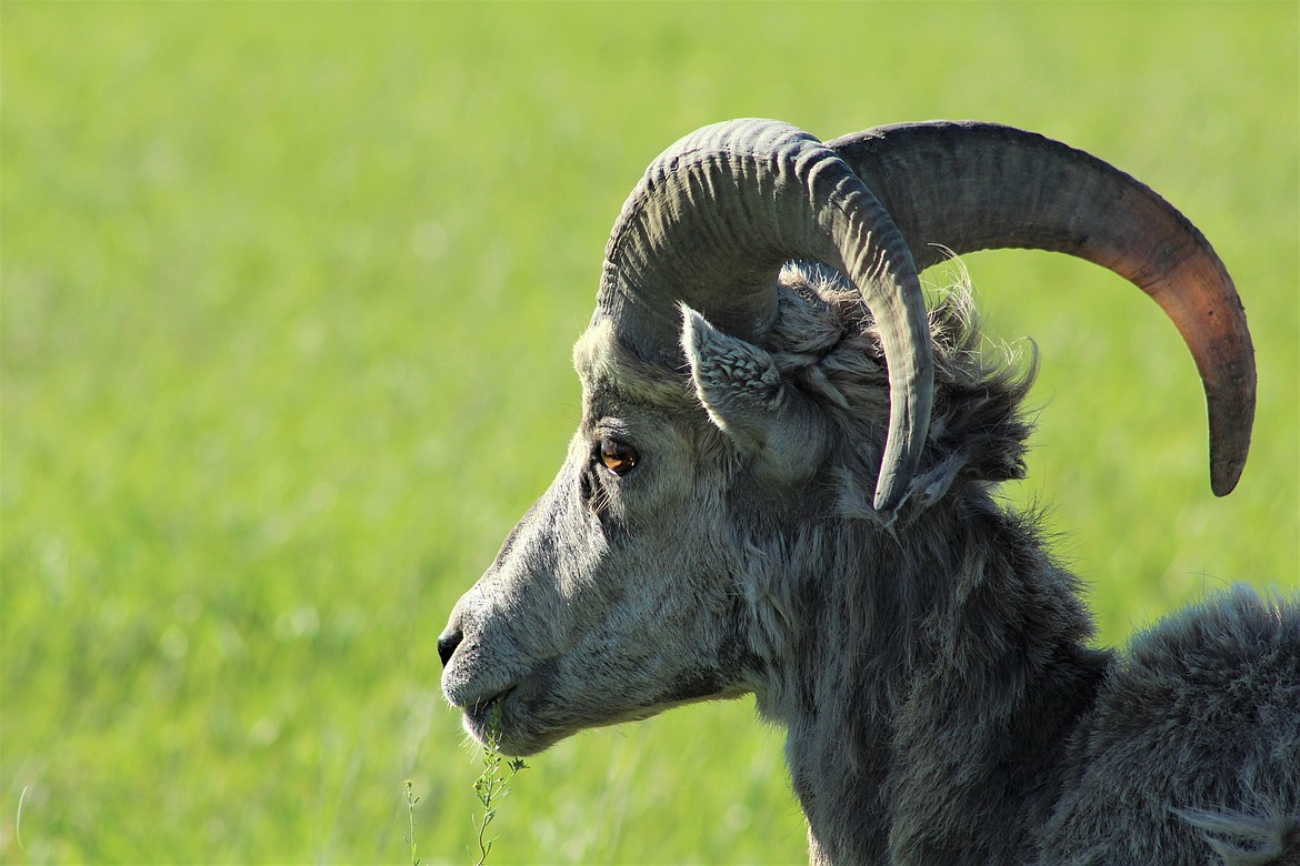 BIGHORN SHEEP on the side of Montana 200. (John Dowd/Clark Fork Valley Press)