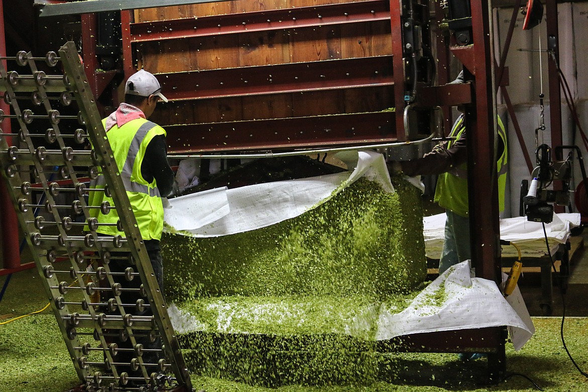 Photo by MANDI BATEMAN
The Chamber of Commerce visited Elk Mountain Farms in September and learned about the process, including one of the final stages, turning the hops into pressed bales.