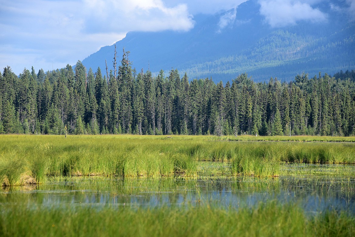 The Stillwater State Forest is west of Whitefish. (Heidi Desch/Whitefish Pilot)