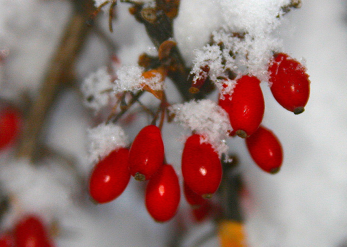 Former Press reporter Brian Walker captured this sweet shot of a boxwood bush in Post Falls during Tuesday&#146;s snow storm.