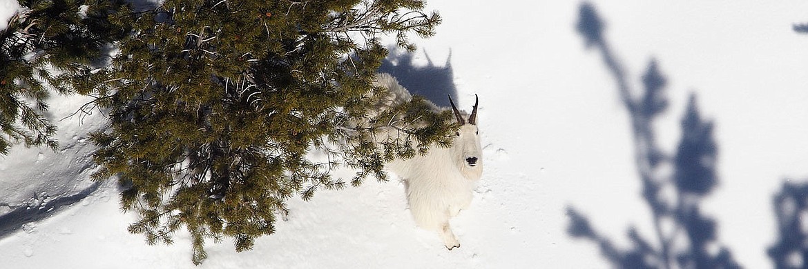 IDFG photo
A mountain goat as seen from a helicopter during an aerial survey in Idaho. The Fish and Game department began its annual aerial surveys this month in the Panhandle.