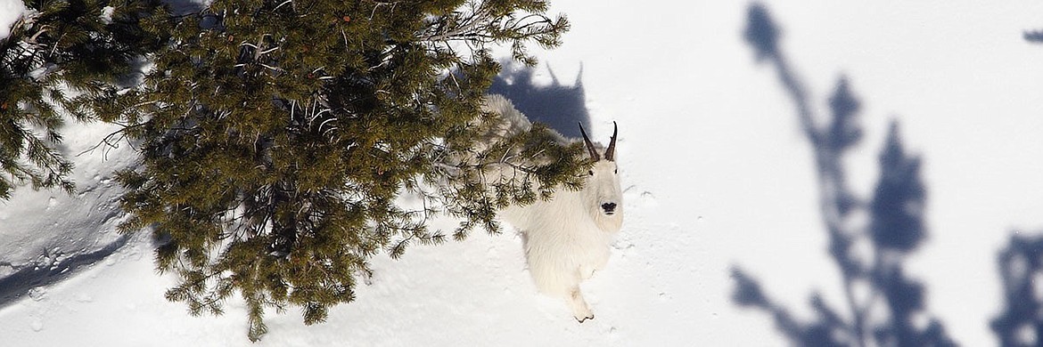 (Photo by TOM SCHREMPP/IDAHO DEPARTMENT OF FISH &amp; GAME)
A mountain goat stares up at a passing helicopter and aerial survey crew during a recent flight.