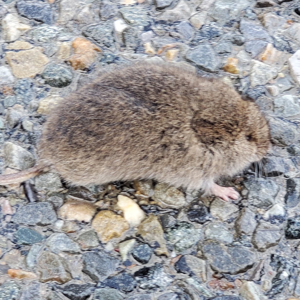 Meadow voles are one of the most common and prolific small mammals in North America.