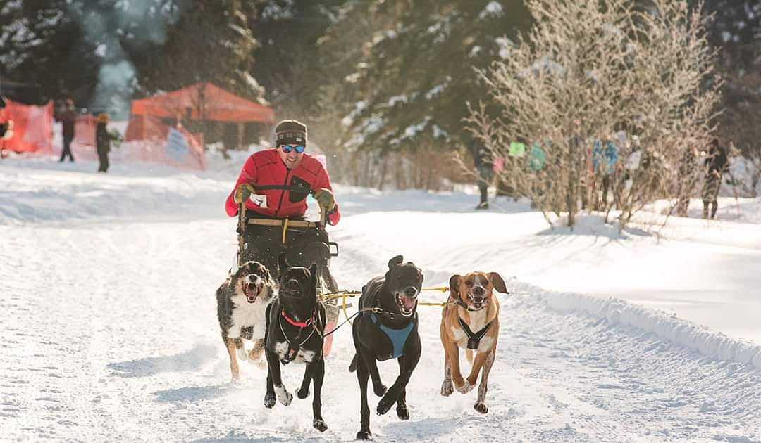No sh**: Nature plays roles in sled dog races | Coeur d'Alene Press