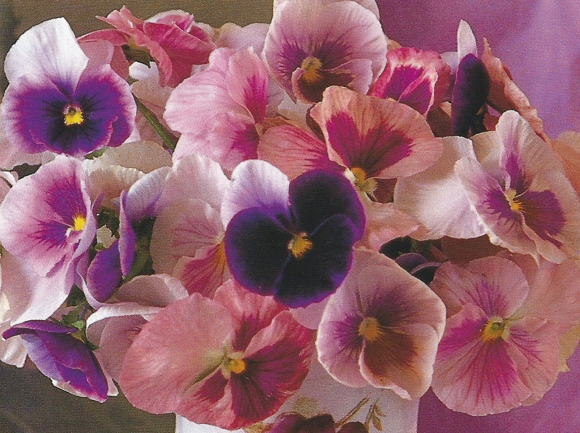 (Courtesy photo)
Beauty combined with true usefulness is a hallmark of many wild/native flowers and their modern-day cultivars. Cases in point are members of the viola family, which include our pictured pansies, Johnny Jump-ups, and violets.