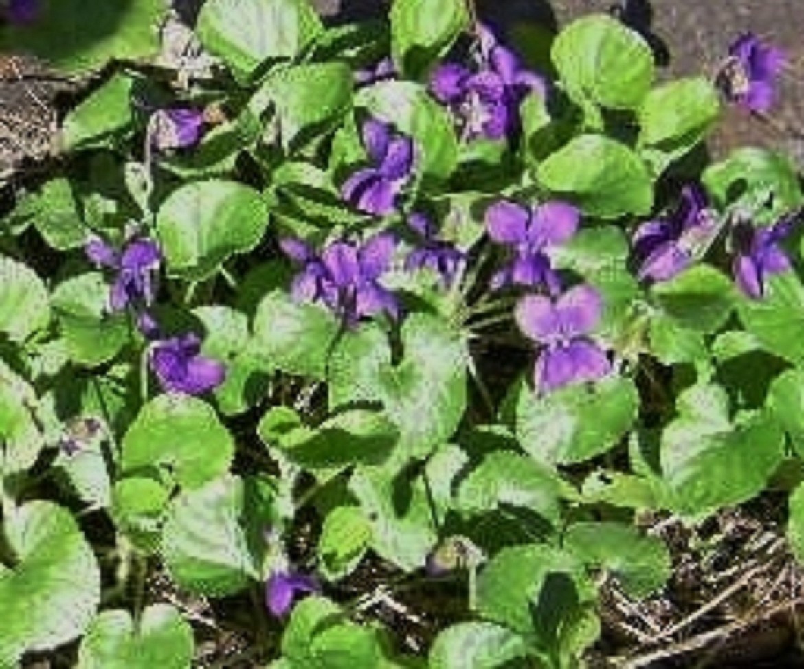 (Photo by VALLE NOVAK)
Beauty combined with true usefulness is a hallmark of many wild/native flowers and their modern-day cultivars. Cases in point are members of the viola family, which include our pictured violets in a variety of purple shades as well as yellow and white.