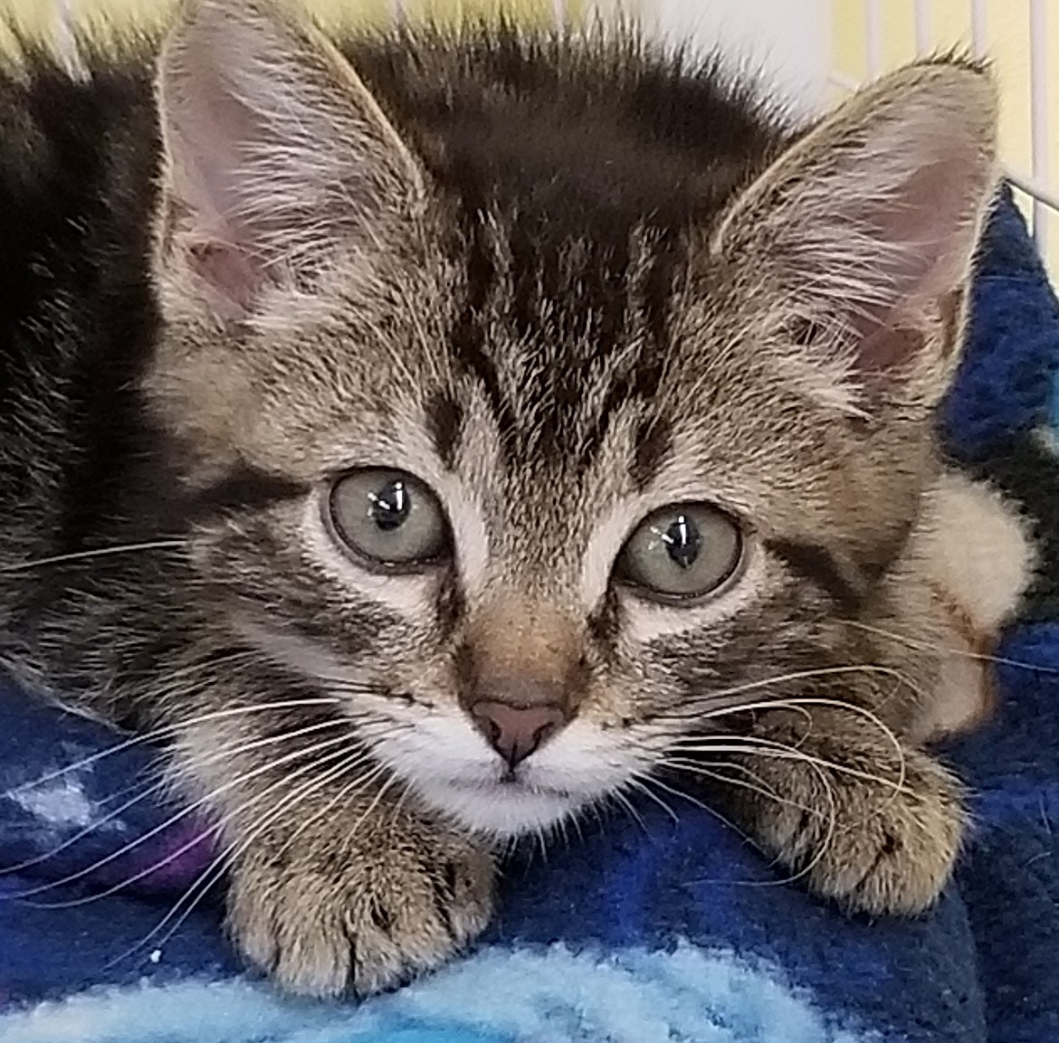 Courtesy photo
Kootenai Humane Society is a nonprofit no-kill animal shelter that depends on donations to house and care for animals in need of forever homes, like this little guy. The capital campaign to build a new shelter is about two-thirds to goal but still in need of donations.