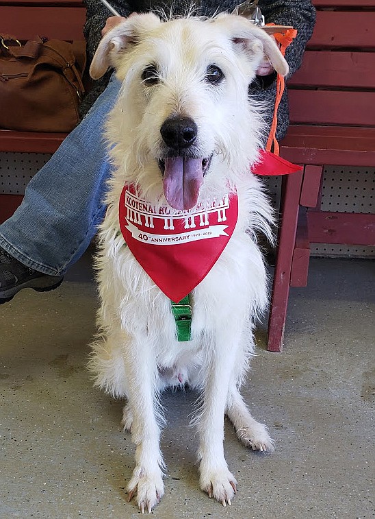 Courtesy photo
Baccas is one of many canine companions the Kootenai Humane Society has helped. Funding for the KHS capital campaign for a new shelter is about two-thirds of the way to the goal.