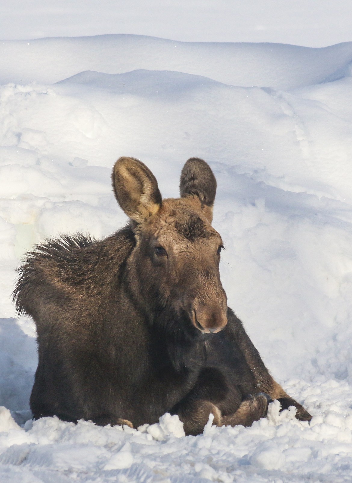 Photo by MANDI BATEMAN 
A moose calf has been seen hanging around in the Kootenai National Wildlife Refuge for about a week.