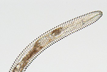 Lead