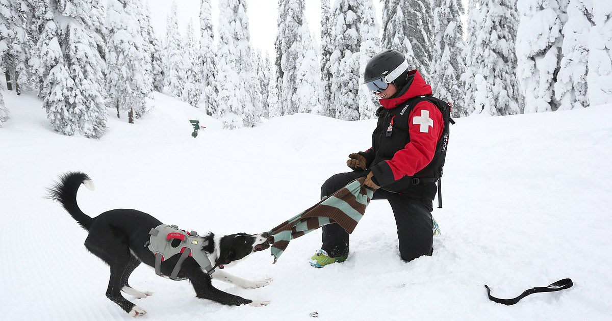 Avalanche heavy clearance duty dog leash