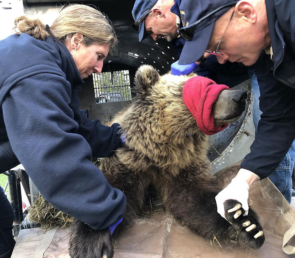 Montana Fish, Wildlife &amp; Parks Director Martha Williams, left, assists Bear Management Specialist Tim Manley, center, and Region 1 Wildlife Manager Neil Anderson, right, with the immobilization and processing of the subadult grizzly bear that was moved from the McGregor Lake area. (Photo by Dillon Tabish, Montana Fish, Wildlife &amp; Parks)