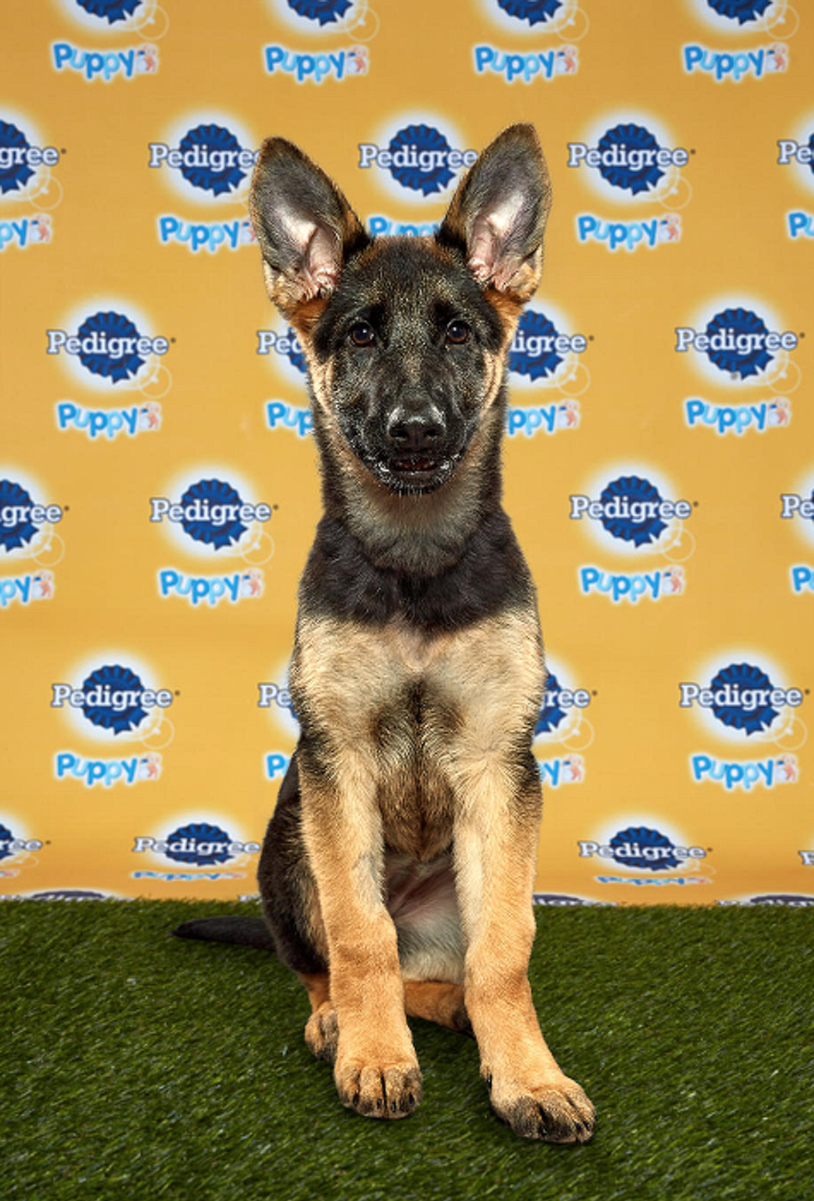 (Photo via Animal Planet) 
Daphne is one of three North Idaho &#147;celebri-dogs&#148; appeared on Animal Planet this weekend in the annual Dog Bowl and Puppy Bowl.