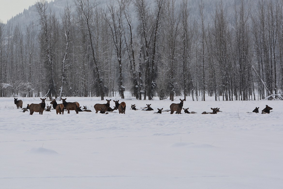 Elk bedding down in a snow storm on the southern end of the Kootenai National Wildlife Refuge. Elks&#146; thick heavy fur coat keeps them warm throughout the winter.