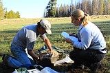 UI researchers use genetic data from young wolves to determine number of breeding wolf pairs in Idaho
