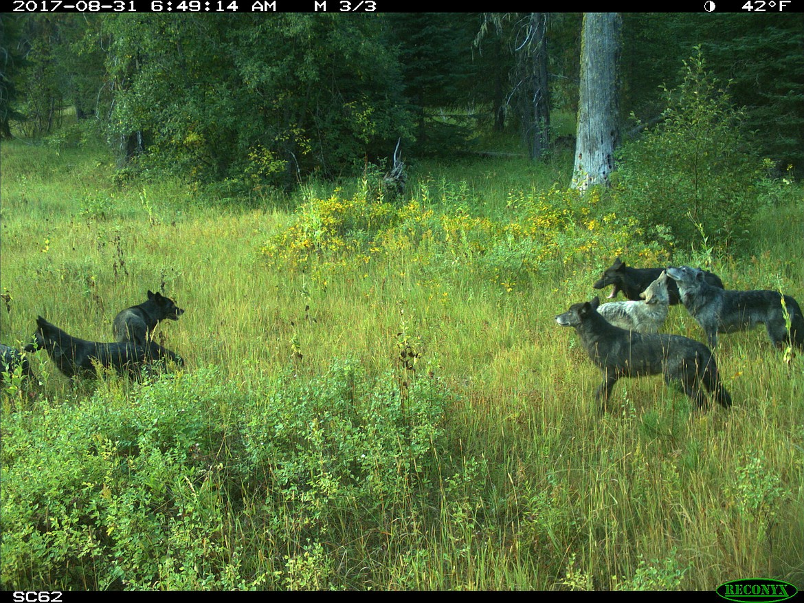 Courtesy photo
An Idaho Fish and Game game camera captures a picture of a wolf pack including young of the year (YOY) as part of a wolf population survey.