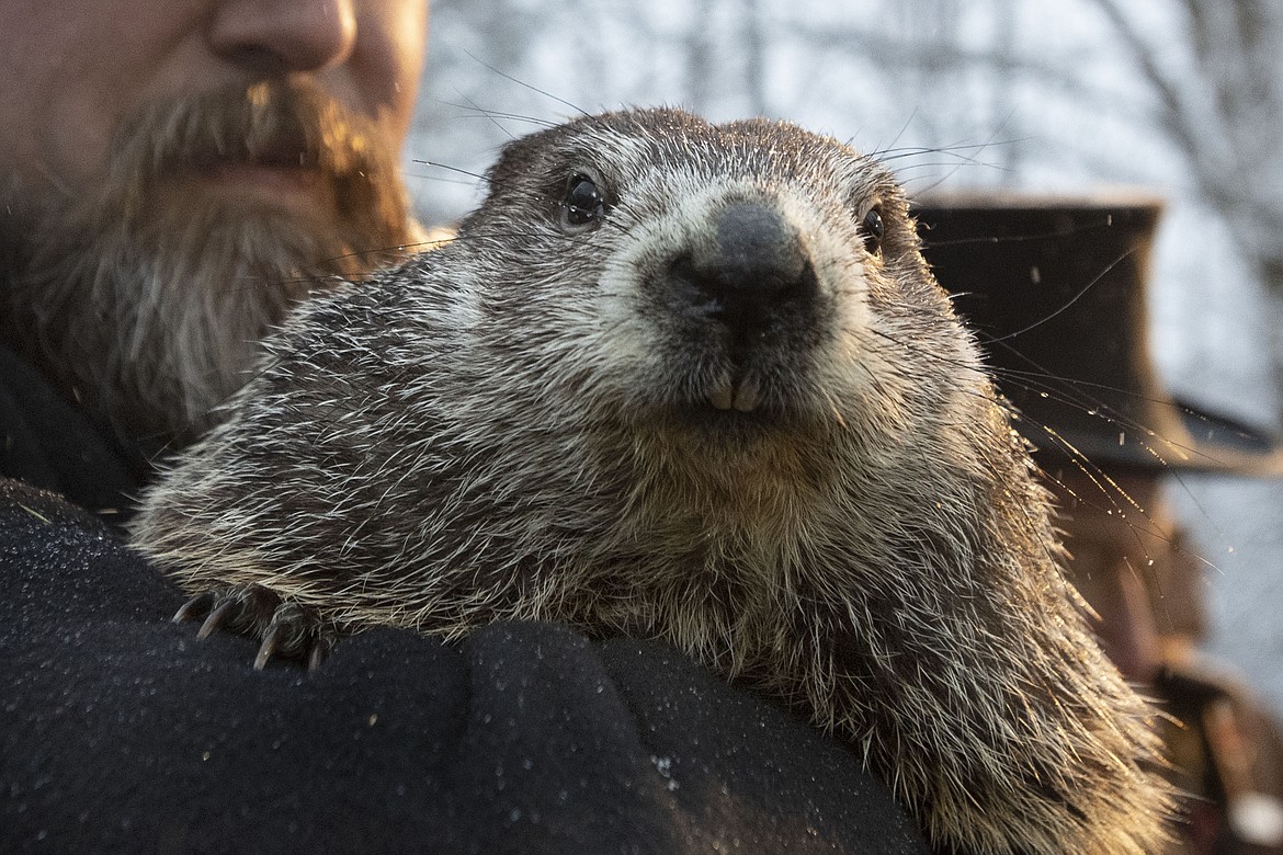 Groundhog Club co-handler Al Dereume holds Punxsutawney Phil, the weather prognosticating groundhog, during the 134th celebration of Groundhog Day on Gobbler&#146;s Knob in Punxsutawney, Pa., on Sunday. Phil&#146;s handlers said the groundhog forecast an early spring. The recurring ankle injuries by Gonzaga forward Killian Tillie spark memories of the movie &#147;Groundhog Day.&#148;
BARRY REEGER/Associated Press