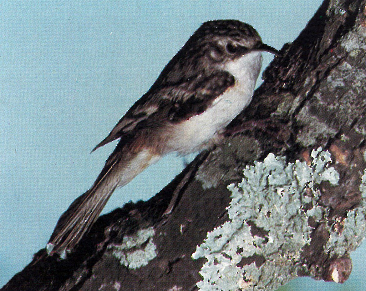 Brown Creepers  are nearly unnoticeable due to their habit of clinging to the trunks of barked trees and spiraling upwards in a circular route probing the bark for insects on which it feeds.