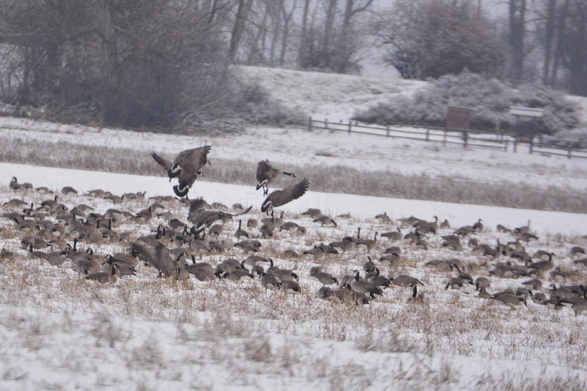 Not all geese migrate. Some Canada geese are considered resident geese because they stay year-round in places with open water and available food. A goose is taught to migrate by its parents, and if they don&#146;t migrate then the young don&#146;t migrate.