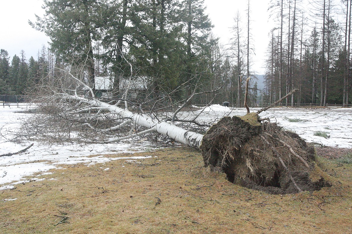 A tree felled by the storm that rolled through the region at the start of the weekend came to a rest on the property of Cabinet View Golf Club. (Paul Sievers/The Western News)