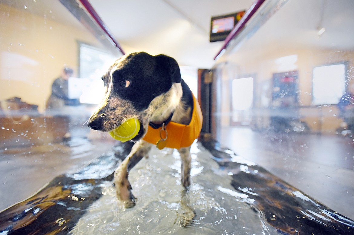 Rigley, a border collie/Australian cattle dog mix, walks on the underwater treadmill at Flathead Veterinary Wellness &amp; Rehabilitation in Whitefish on Wednesday, Jan. 29. (Casey Kreider photos/Daily Inter Lake)