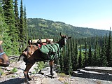 Goat packing gains toehold among hunters But feds want the animals out of the forest
