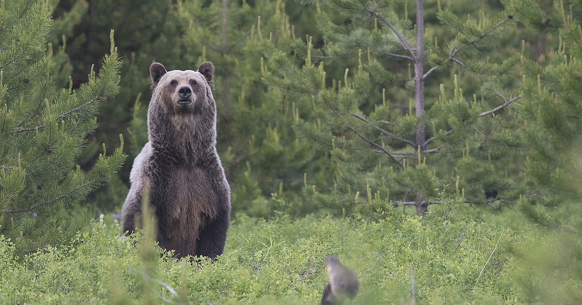 Why did grizzly bears never inhabit the eastern US? : r/ecology