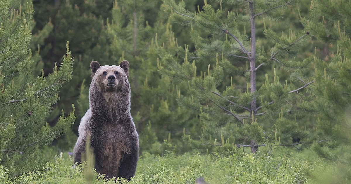 FWP experts discuss common misconceptions about bears