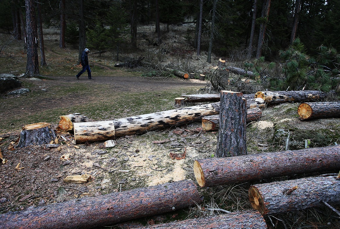 LOREN BENOIT/Press
A trio of trees lay falled and sawed near Marker 14 Monday. The trees, which had been cut after a Feb. 1 windstorm toppled trees and created hazardous conditions, have been gradually sawed and stacked over the past three weeks.