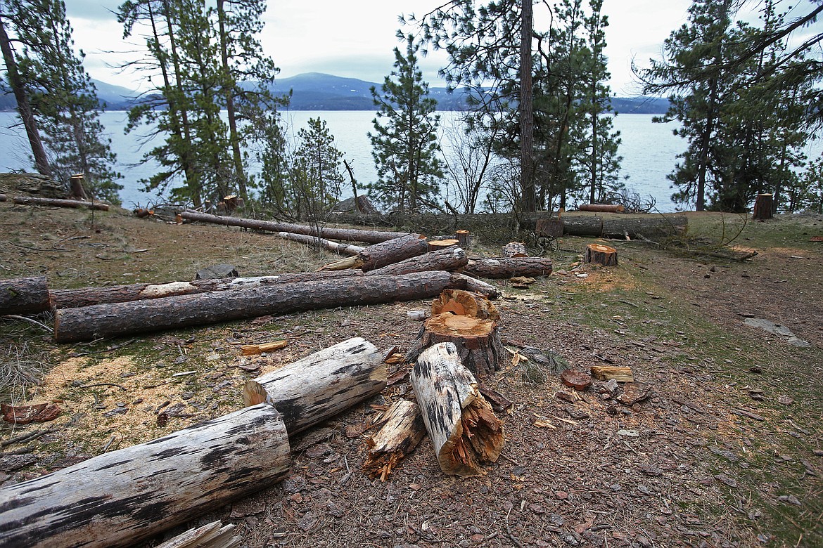 While symptoms of disease or pests were found under the bark on some trees on Tubbs Hill, the recent emergence of cut wood along the popular hiking trails resulted from hazardous conditions after a Feb. 1 windstorm. (LOREN BENOIT/Press)