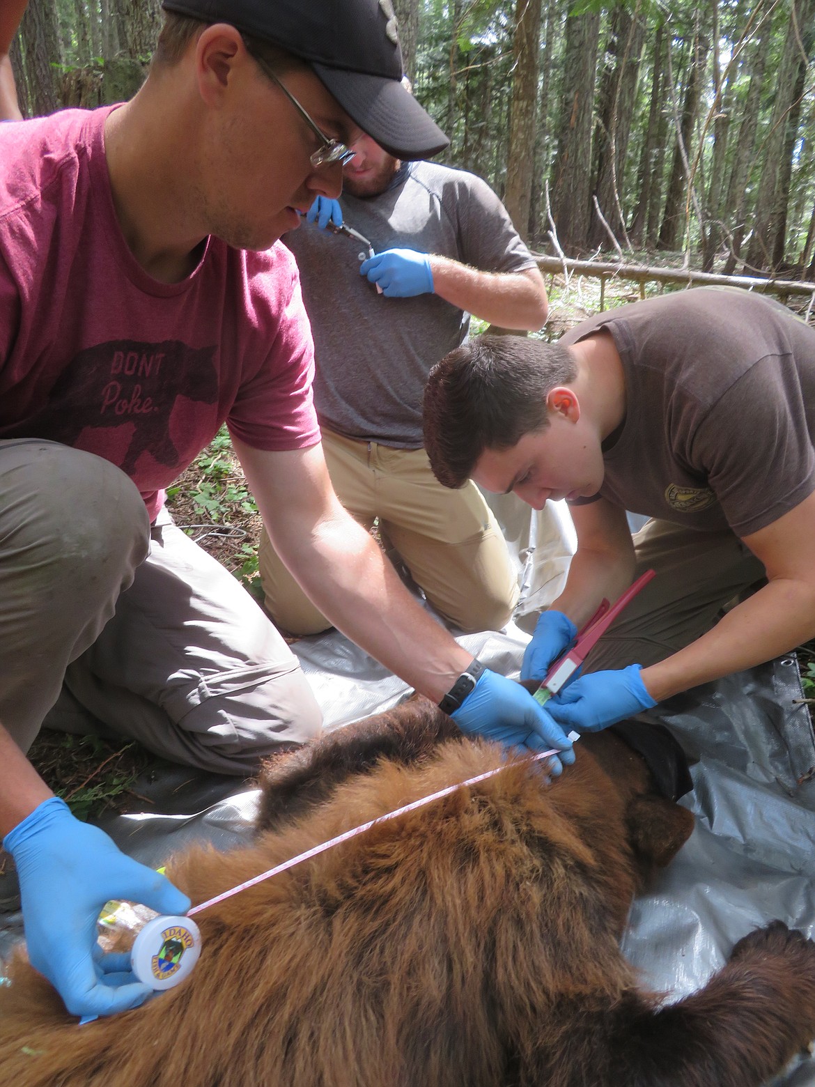 Researchers, including (from left) Jacob Gretzinger, Matt Nelson and Blake Hoffman, gather information and place a GPS collar on a black bear as part of a combined University of Idaho and Idaho Fish and Game black bear study.Matt Nelson photo