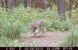 Study catches Glacier's elusive lynx - on camera