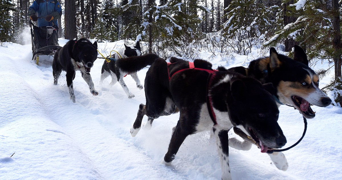 Mushers train with their dogs to win winter races
