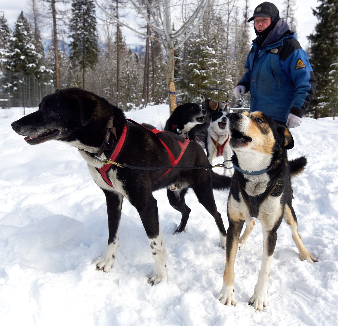 Dog sled racer Steve Riggs prepares his team for a training run. (Jeremy Weber/ Daily Inter Lake)