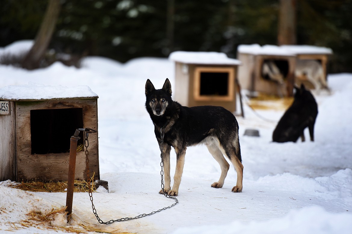 Zuess, one of Butch and Sara Parr's 26 sled dogs hangs out near his house before a training session. (Jeremy Weber/Daily Inter Lake)