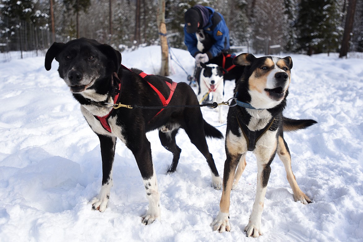 Dog sled racer Steve Riggs prepares his team for a training run. (Jeremy Weber/ Daily Inter Lake)