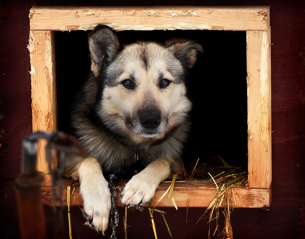 Crockett, one of the sled dogs owned by the Parrs, hangs out in his house before a training session.