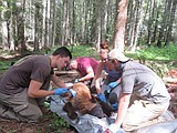 North Idaho black bear study in its second year