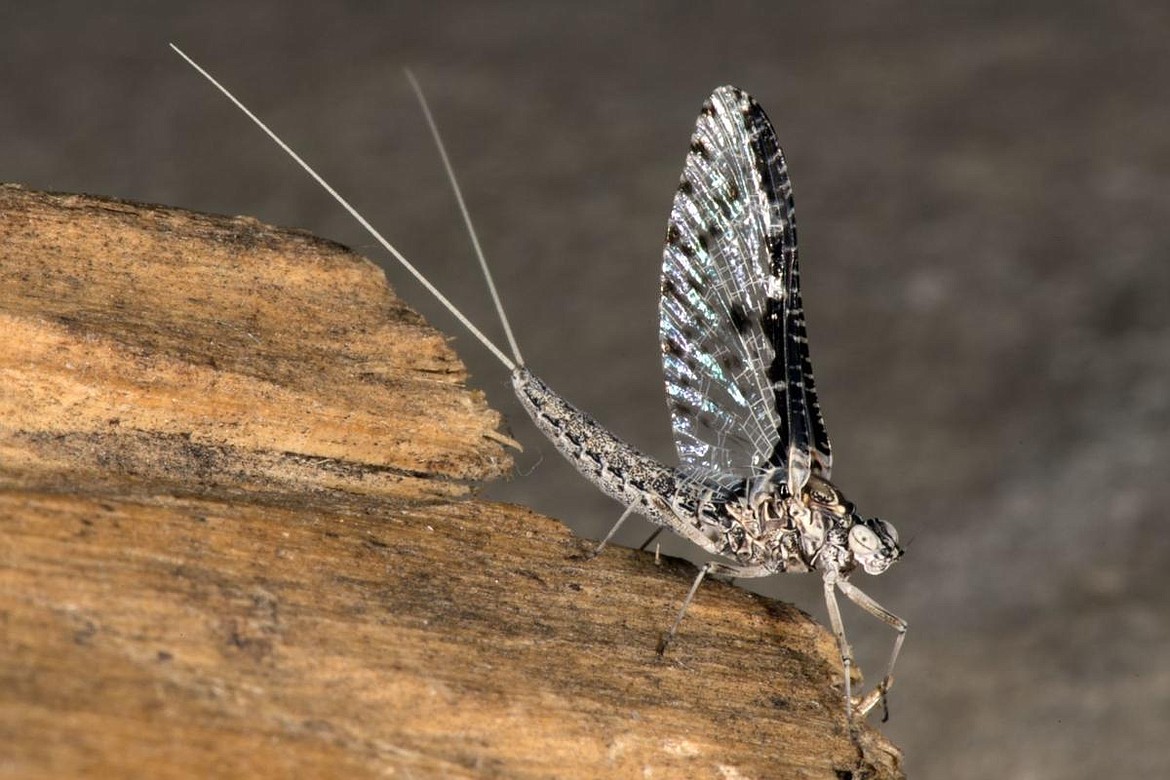 RKD Peterson courtesy photo
Callibaetis like this one are typically found hatching in the shallow water and weedbeds along the edges of lakes. Since 1996 Robert K. D. Peterson, associate professor of Entomology at Montana State University, has been photographing insects like mayflies. A collection of his work can be found online at www.montana.edu/yellowstoneinsects/contents.html