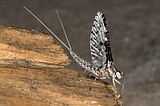 Mayflies make good trout patterns and they're indicators of healthy water