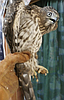 The challenges of wildlife rehabilitation