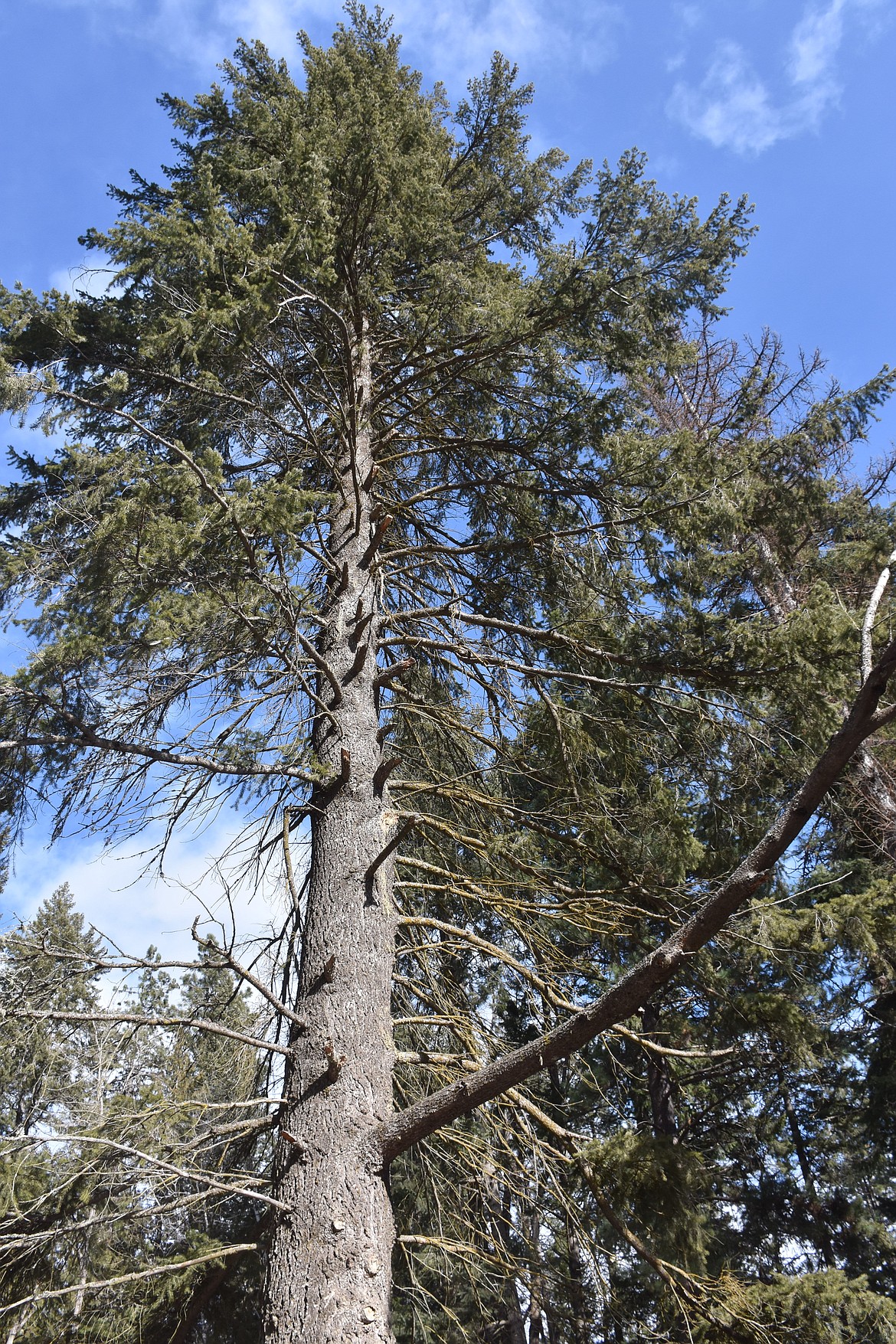 The branches of established Douglas fir trees are a significant distance away from the ground, which keeps its needles safer from wildfires.