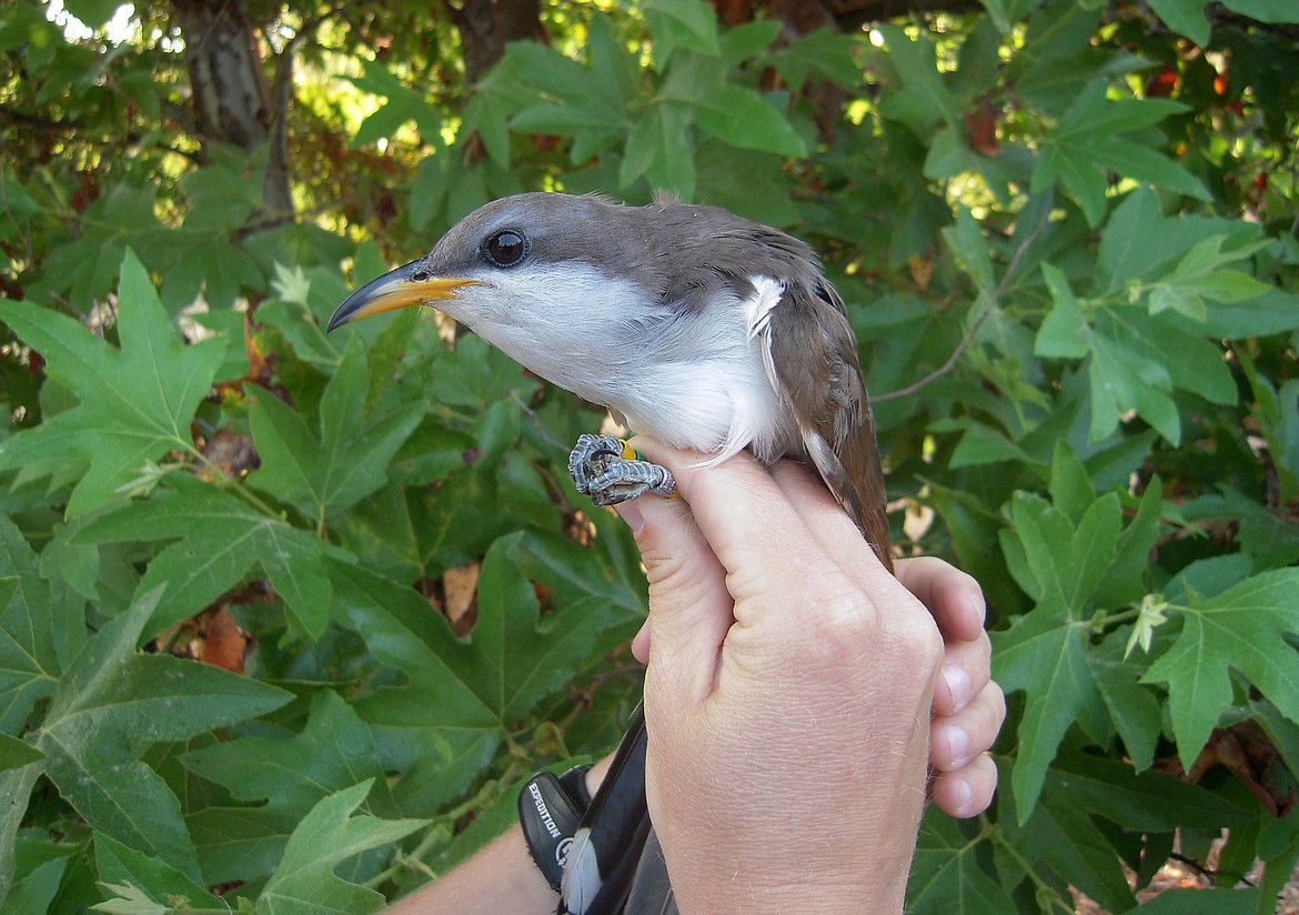 (Mark Dettling/Point Blue/U.S. Fish and Wildlife Service via AP)
Join American Heritage Wildlife for a fascinating presentation about migratory birds.