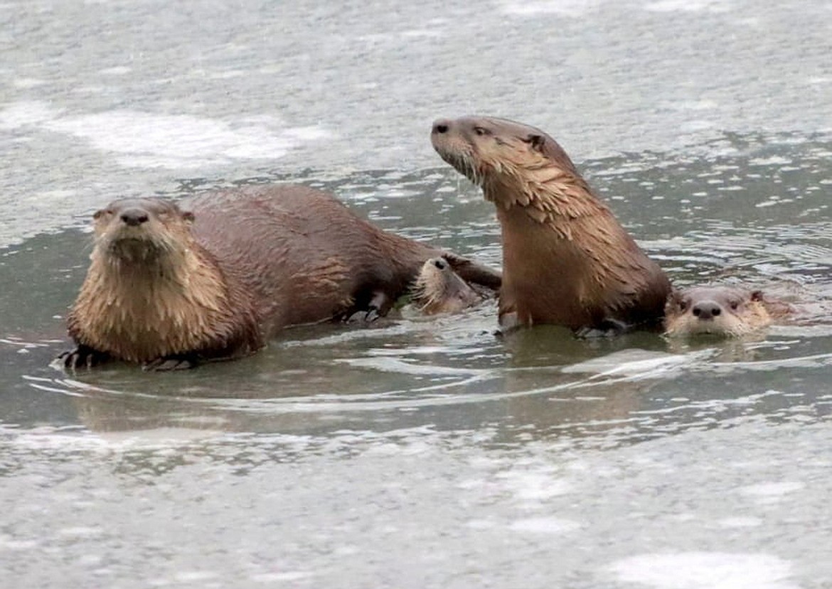 (Photo courtesy SEB JONES)
Local conservation groups are once again sponsoring a special winter event at the Little Panida, this time bringing back Dr. Wayne Melquist to speak about otters.