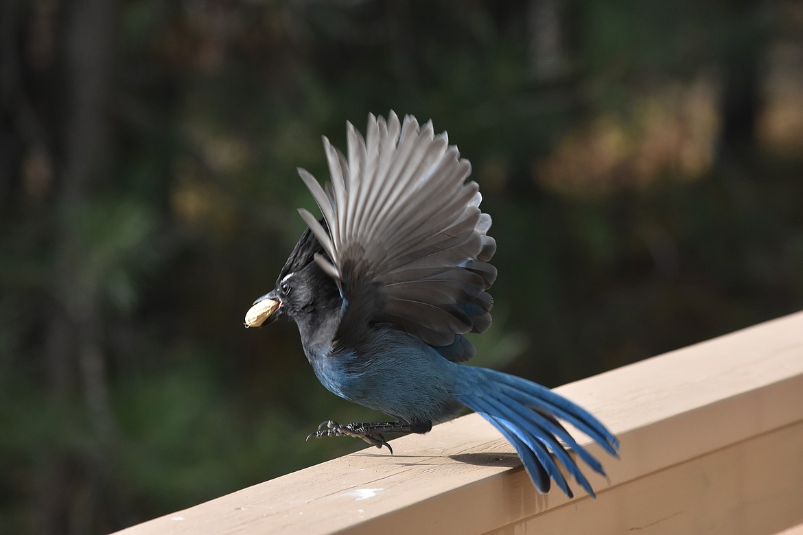 Steller&#146;s jays are often confused with blue jays, because their tail, wings and most of their body are a brilliant cobalt. But blue jays are blue and white, while Steller&#146;s jays are blue and black.
One of their favorite foods are peanuts!

Photos by DON BARTLING